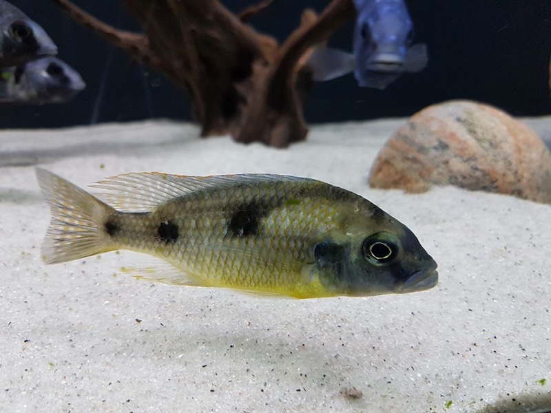 Naevochromis chrysogaster